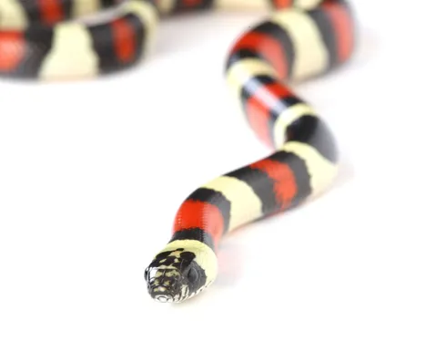 Menina sofre choque anafilático após irmão confundir cobra com minhoca