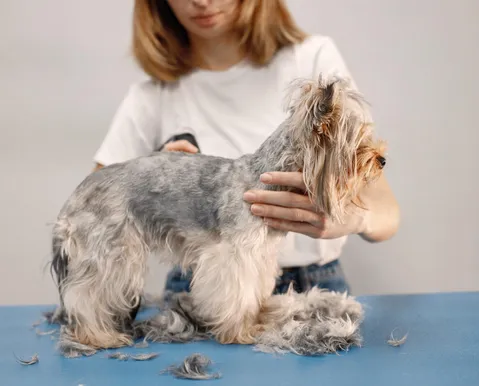 Pelo de pet caindo? Veja quando a troca é natural e quando é sinal de alerta