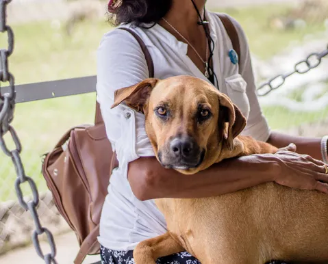 Quem fica com o cachorro? Conheça lei da guarda compartilhada de pets