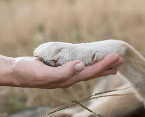 Saiba como deve funcionar enterro de pets junto aos tutores em Salvador