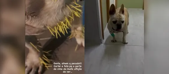 Cachorro de ex-atriz da Globo é internado após ser atacado - Imagem