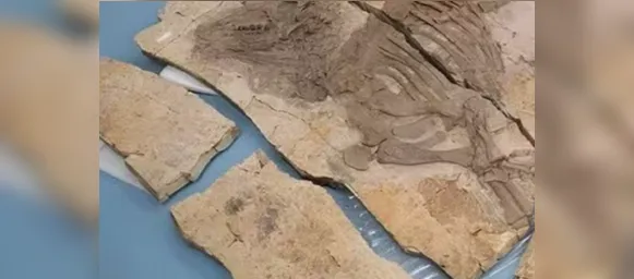 Descoberta na China revela dinossauro com espinhos inéditos - Imagem