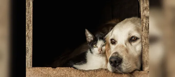 Tutores sacrificam animais para conseguir fugir da guerra - Imagem