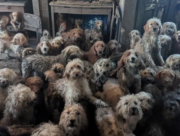 Associação de proteção aos animais resgata 250 cães amontoados em uma casa - Imagem