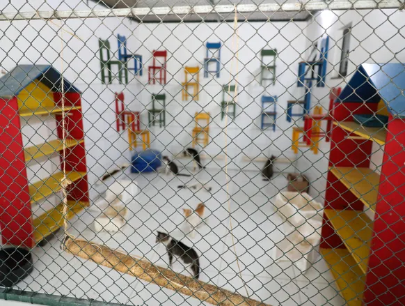 Cães matam gatos com doenças transmissíveis em universidade baiana - Imagem