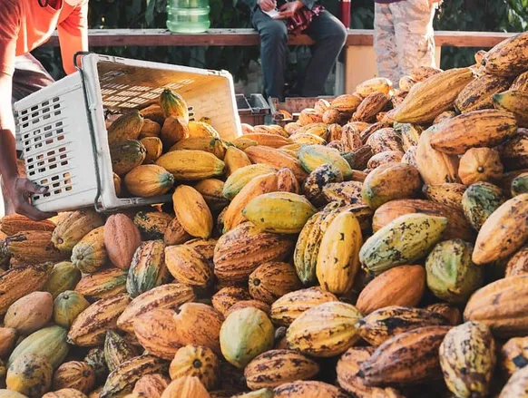 Deputado baiano relata projeto que beneficia produtores de cacau do país - Imagem