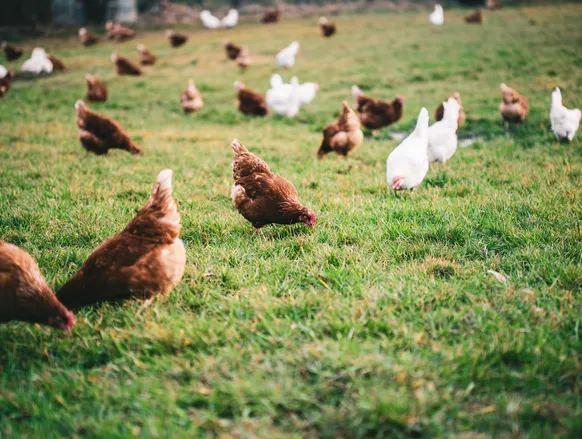 Governo proíbe a criação de galinhas ao ar livre para conter vírus - Imagem