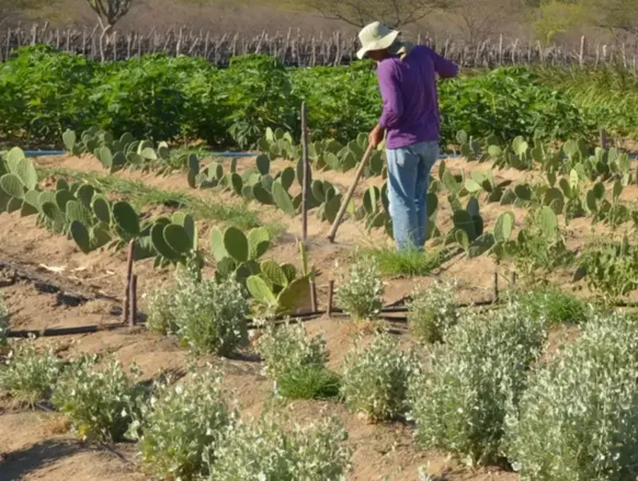 IR 2026 muda regras do campo; veja impacto para produtores rurais - Imagem