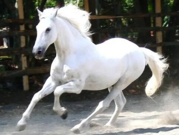 Medalhista olímpico é acusado de vender sêmen de cavalo milionário - Imagem