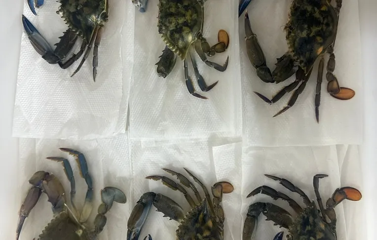 Cobre em siris: veja danos à saúde causados por crustáceos infectados