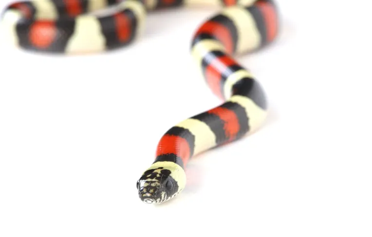 Menina sofre choque anafilático após irmão confundir cobra com minhoca