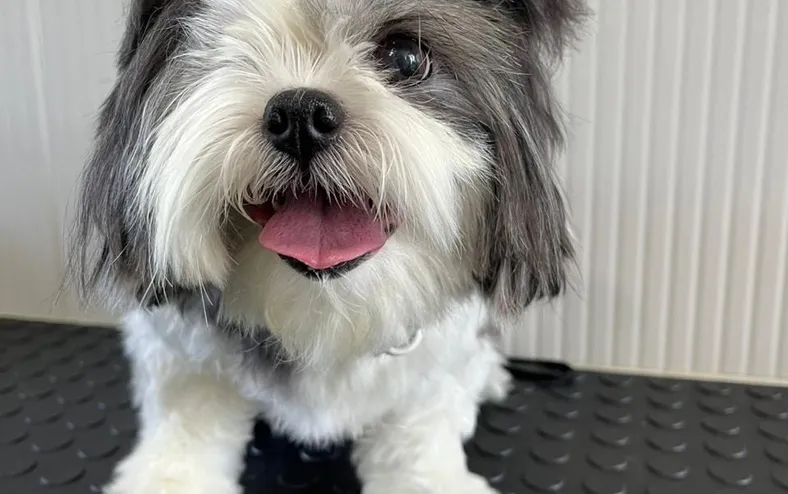 Adoção salva matrizes de exploração e maus tratos - Imagem