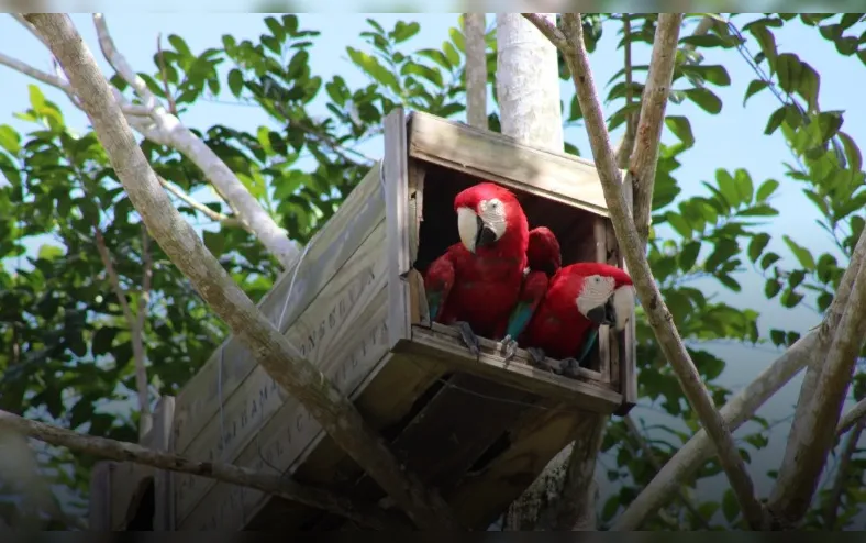 Após 200 anos, araras-vermelhas ressurgem - Imagem