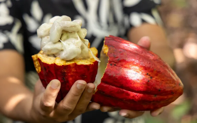 Articulação cacaueira - Imagem