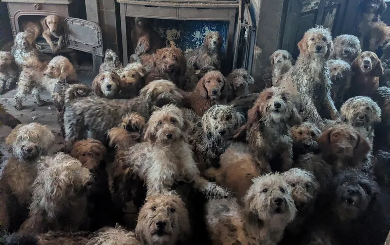 Associação de proteção aos animais resgata 250 cães amontoados em uma casa - Imagem