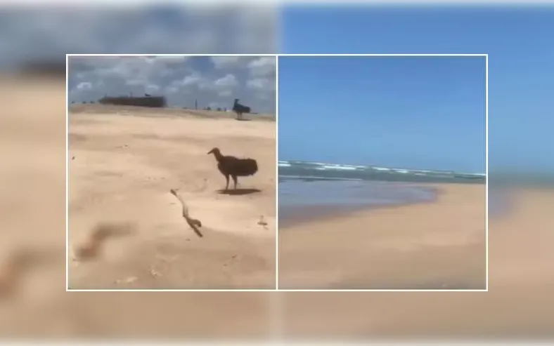 Braço humano em decomposição é encontrado na areia de praia turística - Imagem