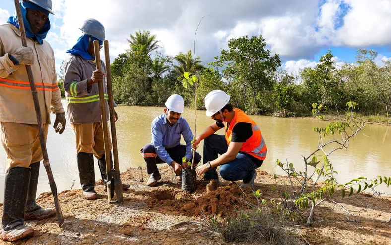 BYD planta mais de 15 mil mudas nativas da Mata Atlântica em Camaçari - Imagem
