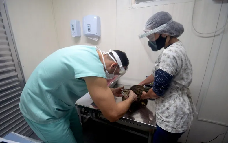 Castração gratuita de cães e gatos chega a Salvador; veja como agendar - Imagem
