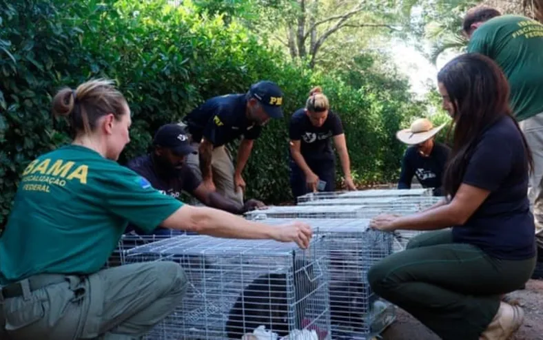 Criadouro de espécie rara de animais é interditado por maus-tratos - Imagem