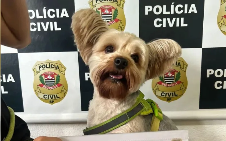Homem é preso após tentar furtar cachorro de ex-mulher - Imagem