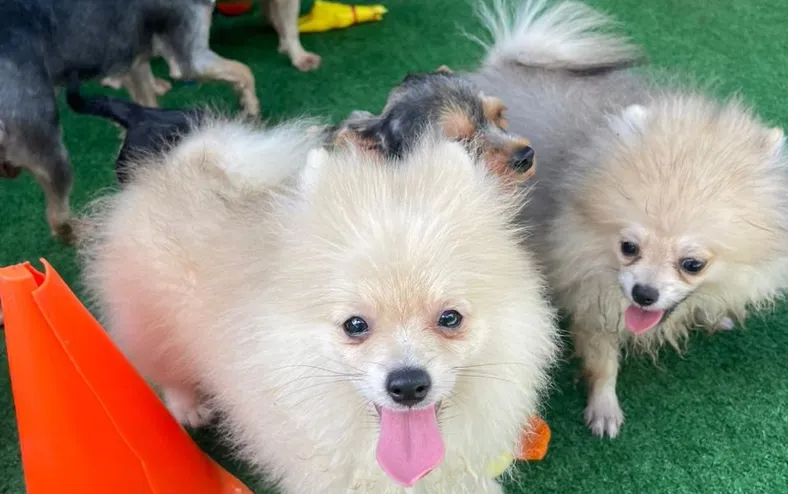 Multa de até R$ 1 milhão contra maus tratos é instrumento de luta - Imagem