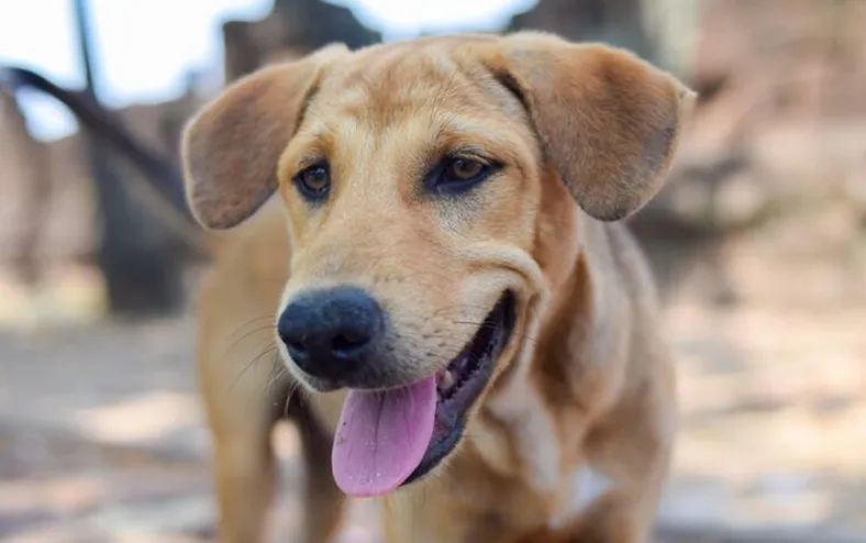 Não é brasileiro? Vira-lata caramelo é classificado como raça de outro país - Imagem