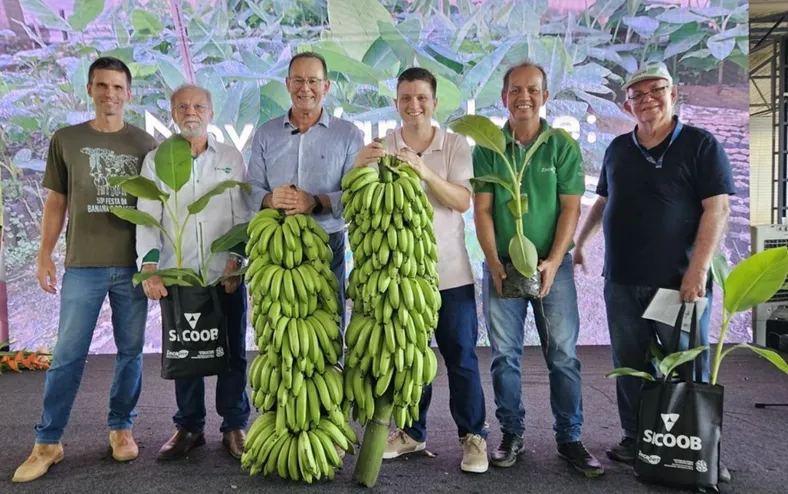 Nova espécie de banana pode revolucionar o campo no Brasil; conheça - Imagem