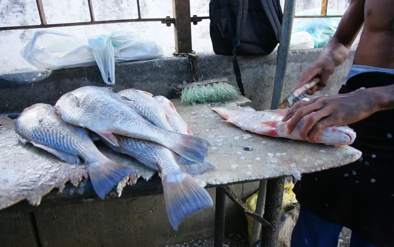 Nova regra da nota fiscal: pescador artesanal da Bahia será afetado? - Imagem