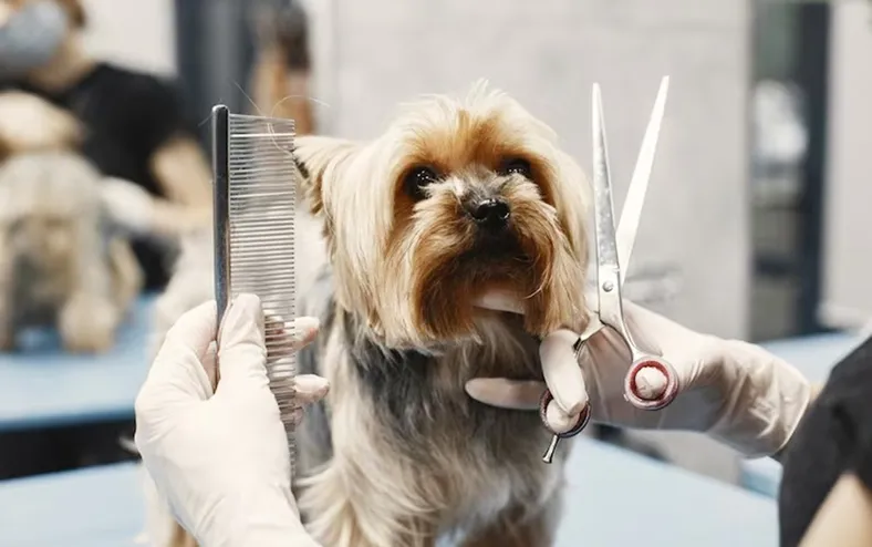 Pet shops podem ser obrigados a ter câmeras em locais de banho e tosa - Imagem