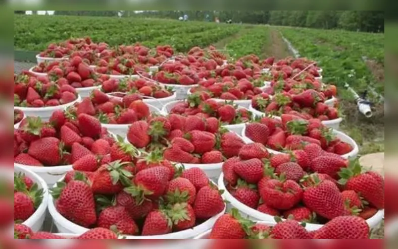 Por que o Brasil lidera produção de morangos, mas fruta ainda falta no mercado? - Imagem