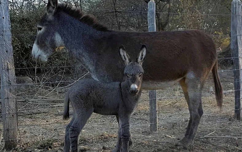 Proibida no Brasil, carne de jumento vira empanadas para argentinos - Imagem