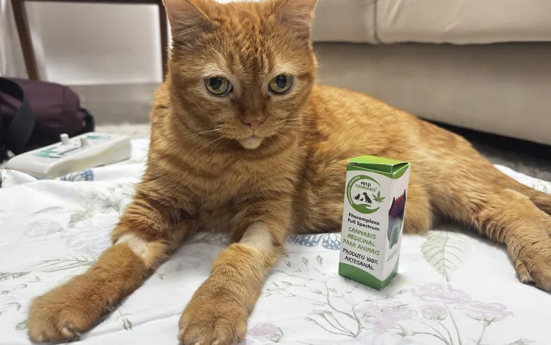 Regulamentação do uso de cannabis em animais dá alívio a pacientes crônicos - Imagem