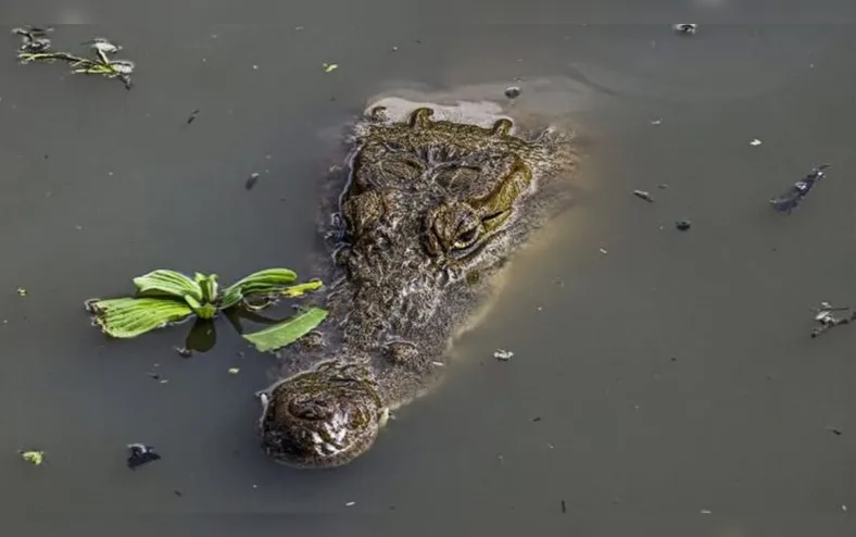Restos mortais de empresário desaparecido é encontrado dentro de crocodilo - Imagem