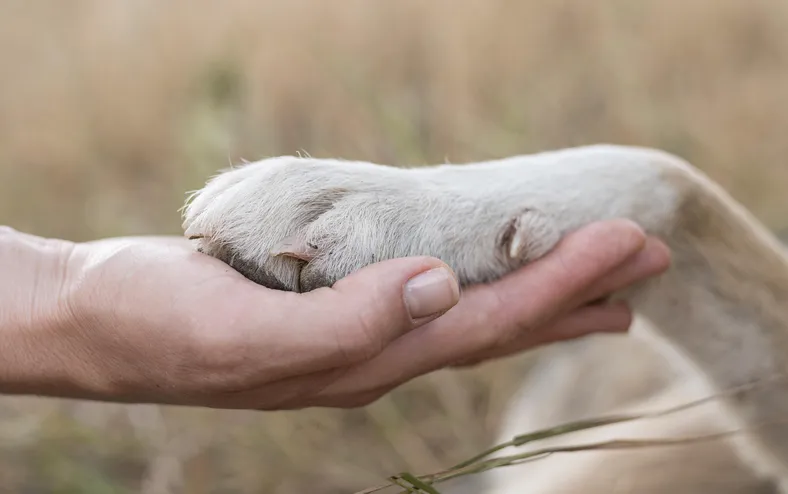 Saiba como deve funcionar enterro de pets junto aos tutores em Salvador - Imagem