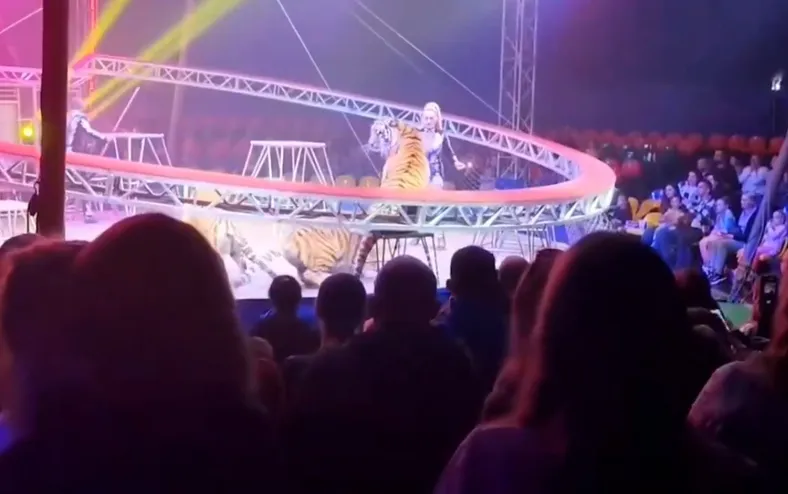 Tigre invade plateia e causa pânico em circo - Imagem