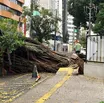 Árvore de grande porte cai e deixa moradores da Graça sem energia