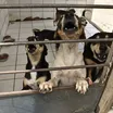 Lei cria site para achar pets perdidos e incentivar adoção de cães e gatos