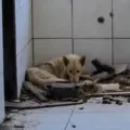 Adolescente é apreendido por maus-tratos a cães na Bahia imagem