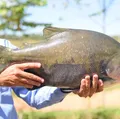 Além do tambaqui, outros peixes populares podem ter venda proibida no Brasil imagem