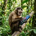 Animais podem viciar em telas? Veja os impactos da tecnologia nos pets imagem
