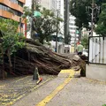 Árvore de grande porte cai e deixa moradores da Graça sem energia imagem