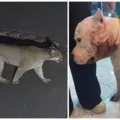 Ataque de onça-parda é impedido por pitbull da família dentro de casa imagem