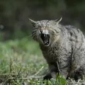 Austrália declara "guerra" contra gatos; entenda por quê imagem