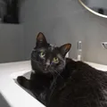 Banho em gatos: descubra se essa prática é realmente necessária imagem