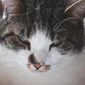Bigodes dos gatos guardam um segredo; saiba para que eles servem imagem