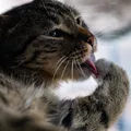 Bolas de pelo em gatos: hábito pode se agravar durante o inverno imagem