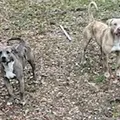 Brutal: mulher morre após ataque de pit bulls durante passeio com cachorro imagem