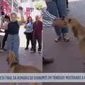 Cachorro “come” equipamento de repórter em programa ao vivo imagem