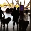 Cachorro não vê em preto e branco; saiba como funciona visão canina imagem