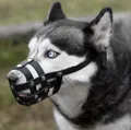 Cachorros podem ser obrigados a usar focinheira no Brasil imagem